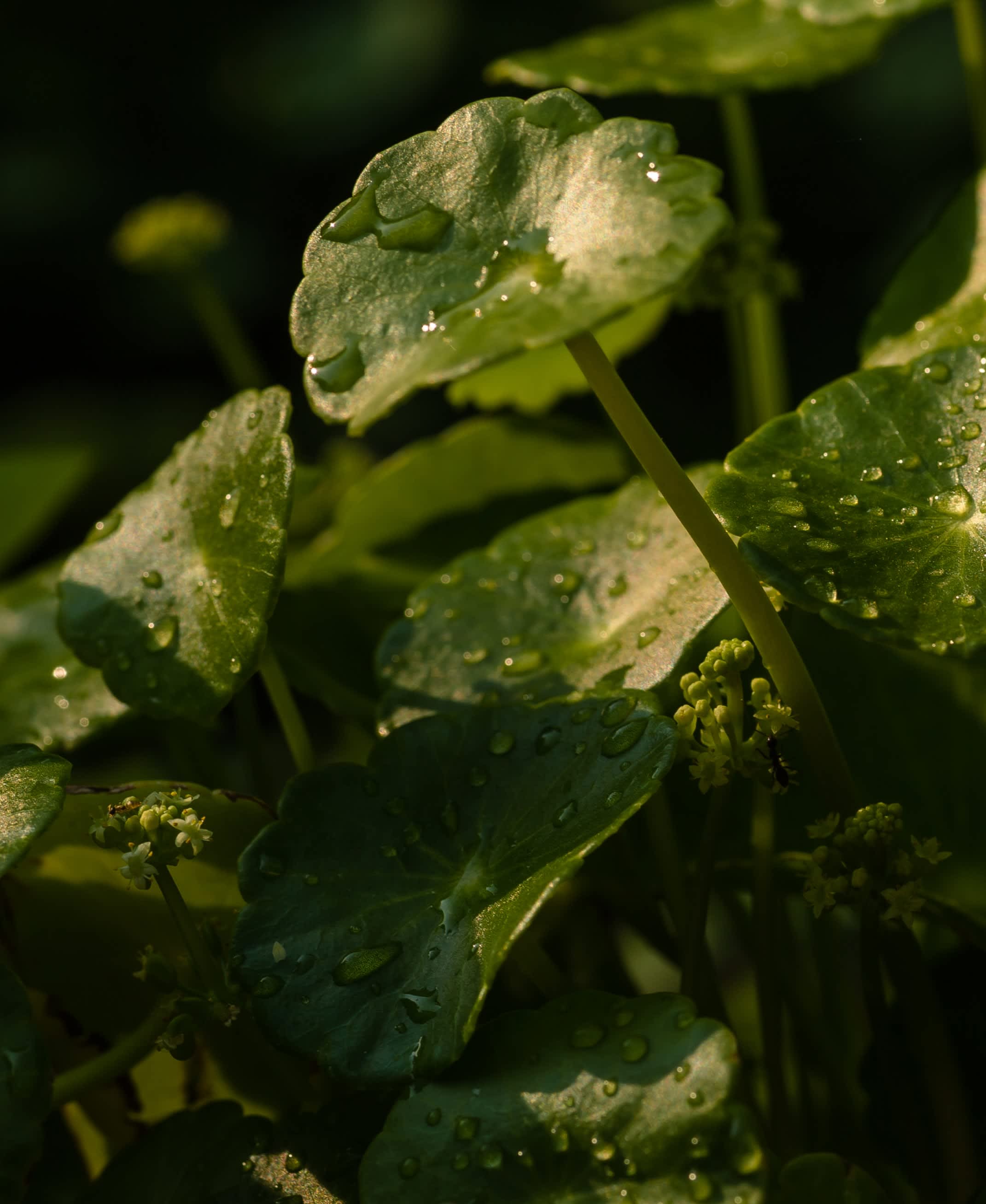 Gotu Kola Leaf | hover_text: title: 'gotu kola', text: 'minimizes the look of fine lines by stimulating collagen production and fortifying the lipid barrier..', style: 'secondary', color: #ffffff, y-alignment: 'bottom'
