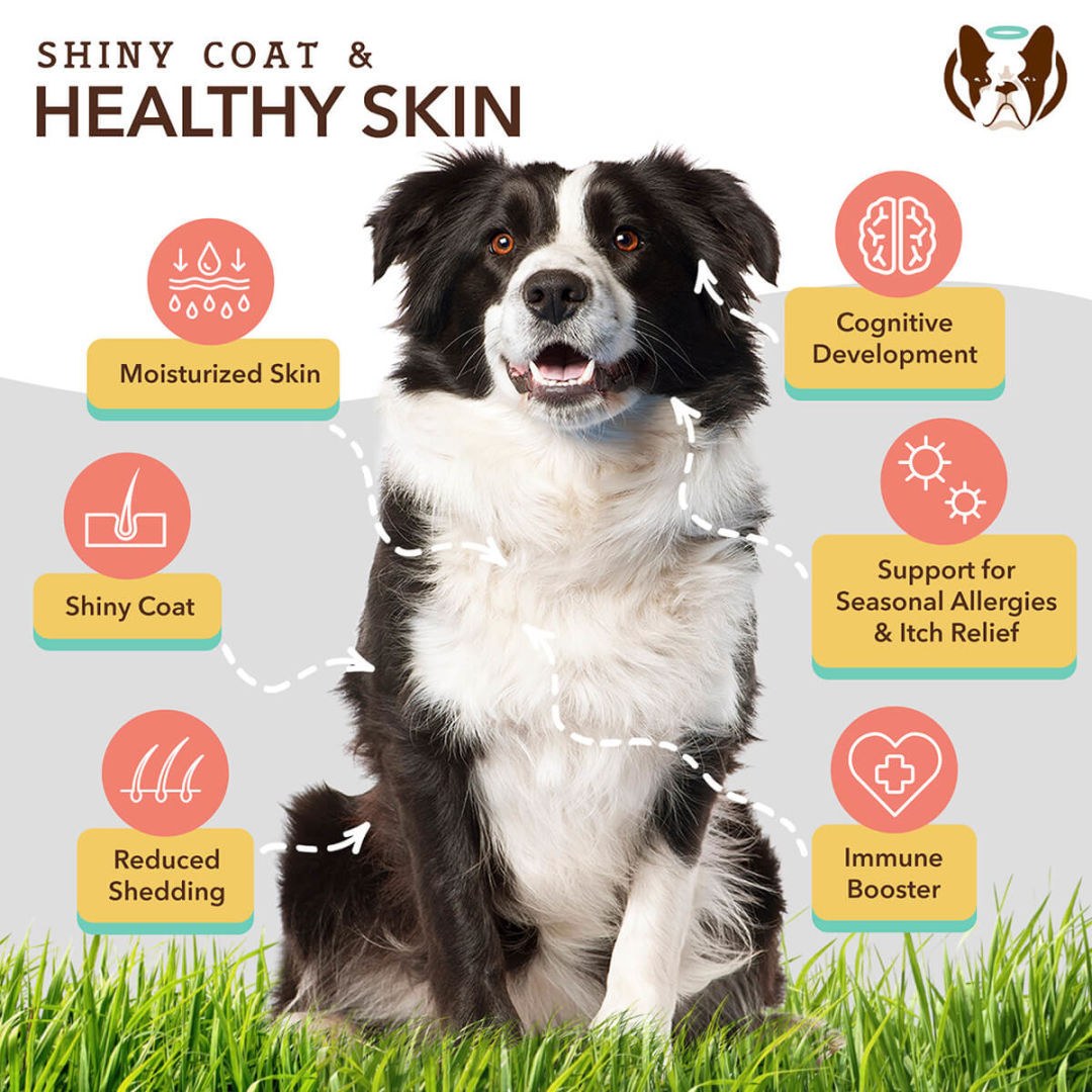 Border collie with benefits for shiny coat and healthy skin displayed around it.