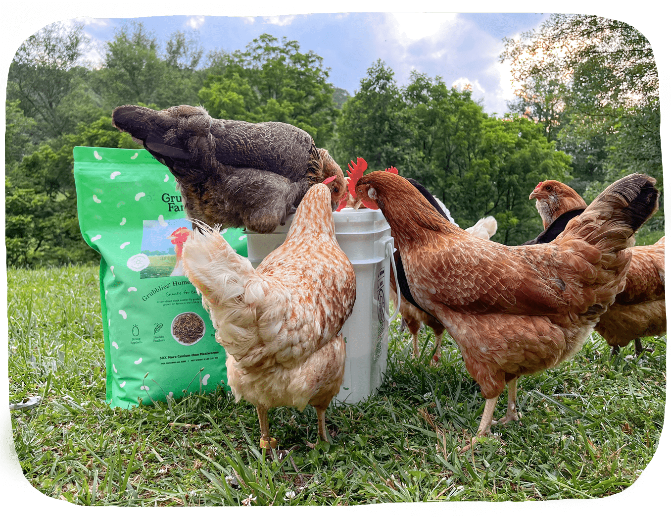 Grubblies Hometown Harvest |variants: 39563305418794, 39563305484330, 39563305615402, 39563305680938, 39563305746474, 39563305549866