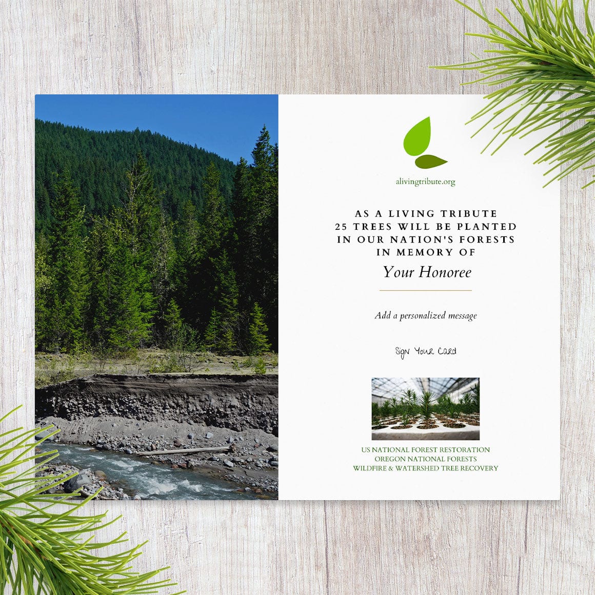 Plant a Tree for Someone in Oregon - Oregon Tribute Trees