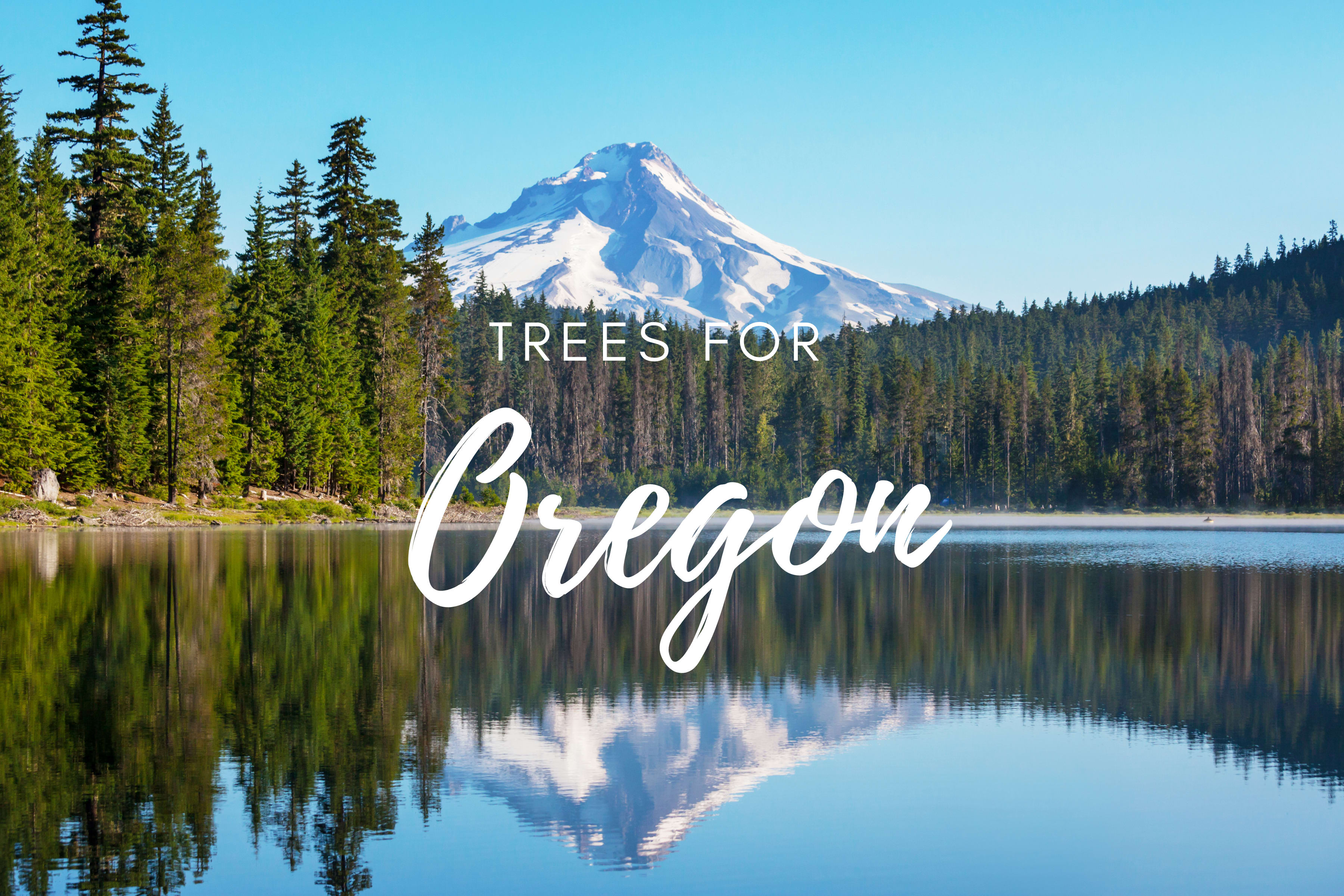Plant a Tree for Someone in Oregon - Oregon Tribute Trees