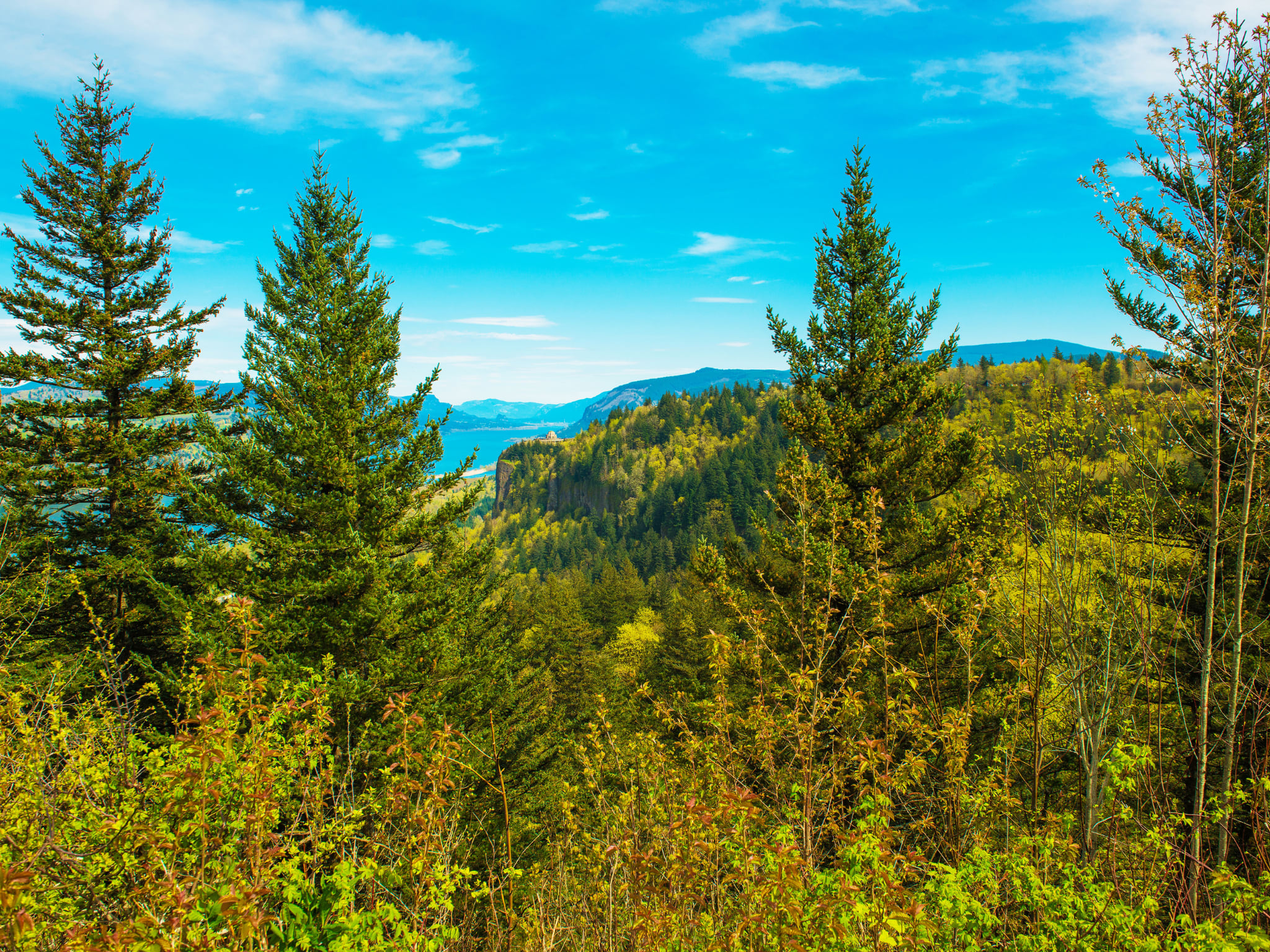 Plant a Tree for Someone in Oregon - Oregon Tribute Trees