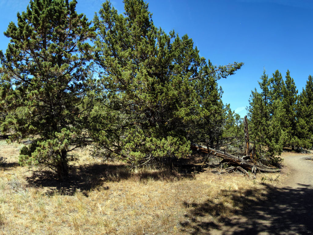 Plant a Tree for Someone in Oregon - Oregon Tribute Trees