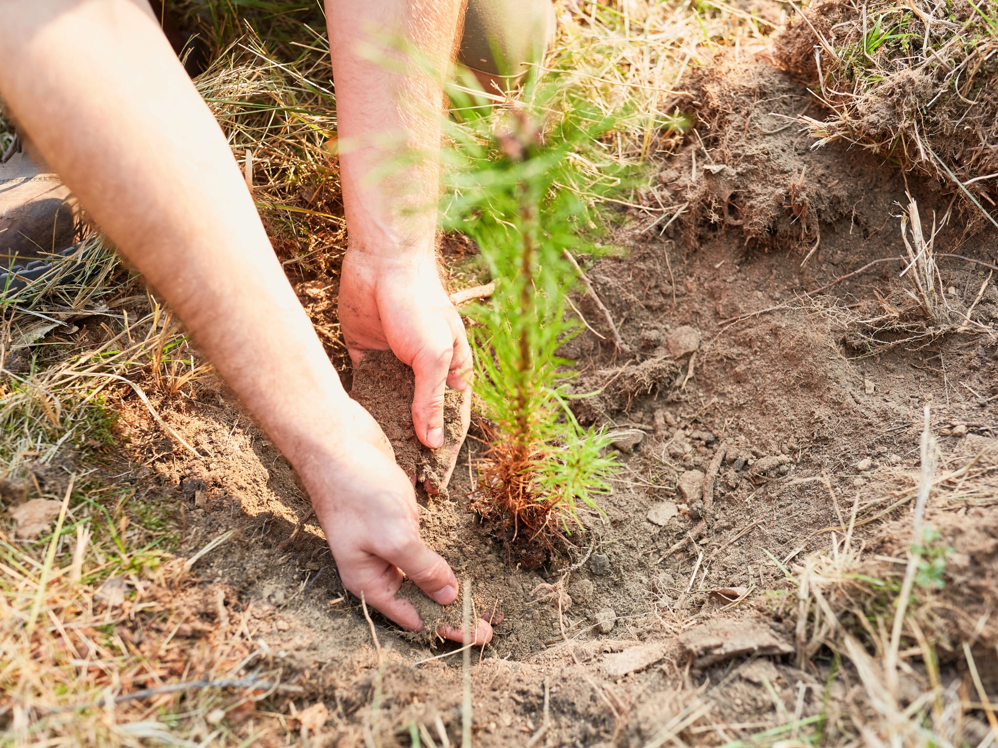 Plant a Tree for Someone in Oregon - Oregon Tribute Trees