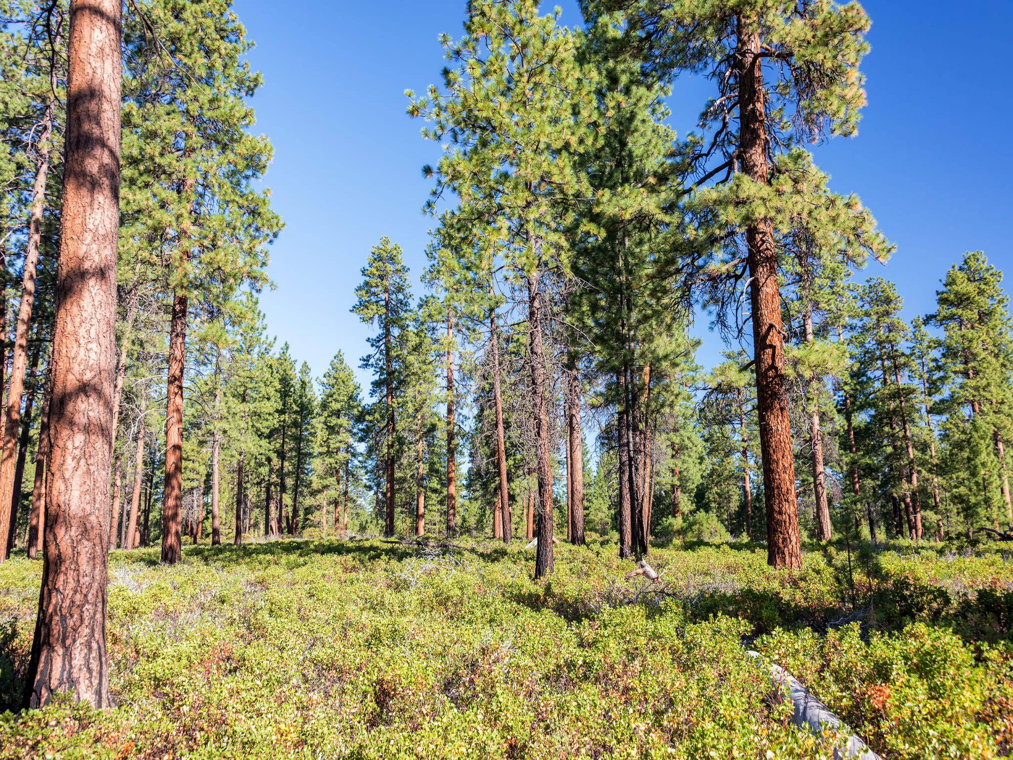 Plant a Tree for Someone in Oregon - Oregon Tribute Trees