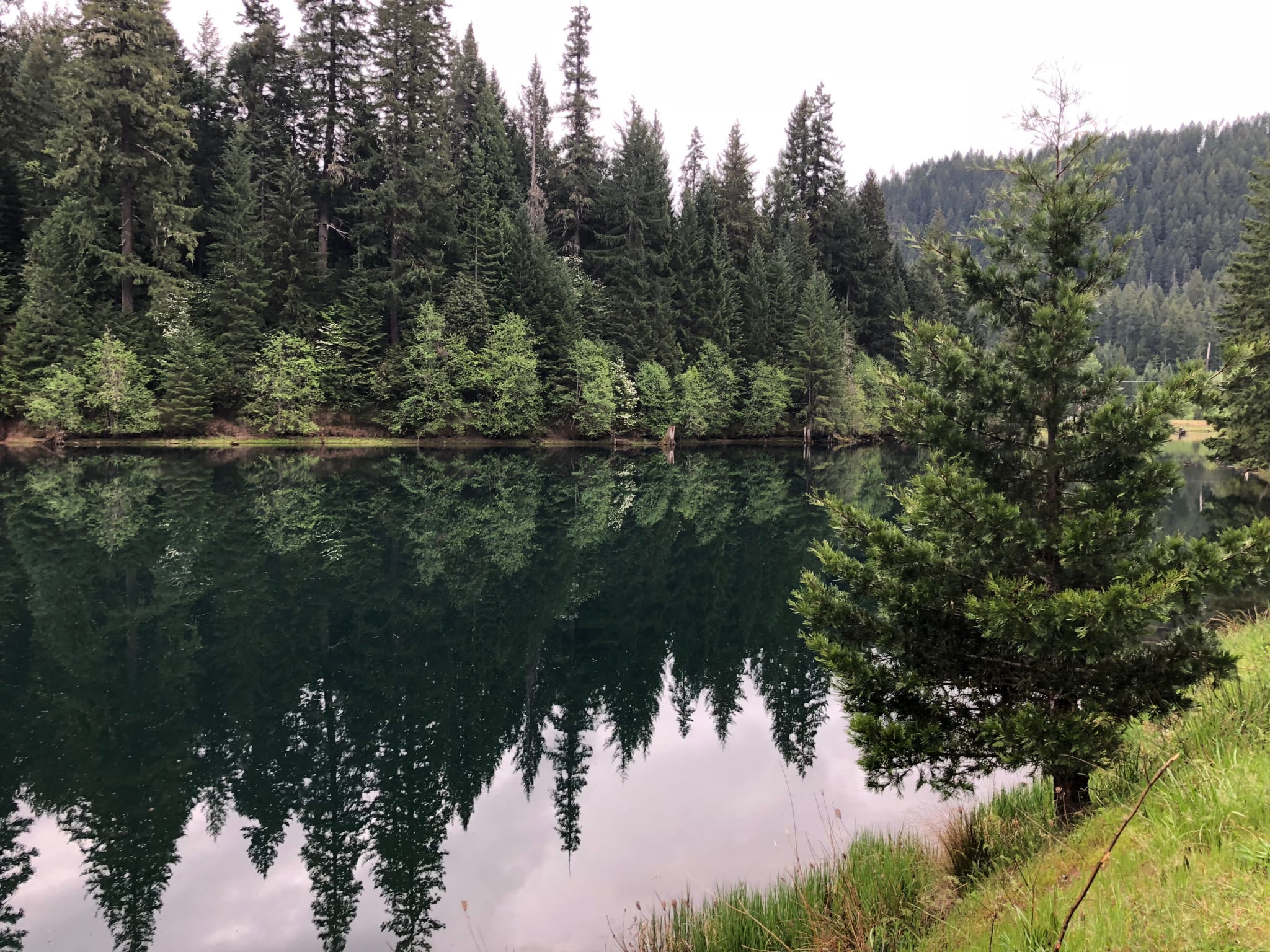 Plant a Tree for Someone in Oregon - Oregon Tribute Trees