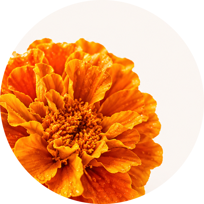 Lutein + zeaxanthin