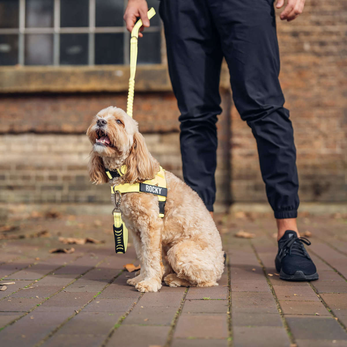 A calm dog walking beside its owner in the harness