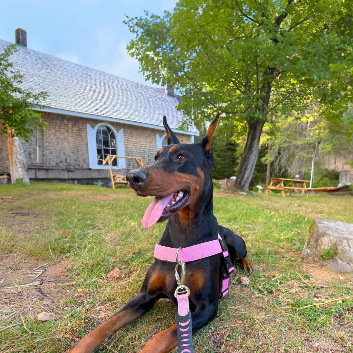 A Dobermann relaxed outdoors in the harness