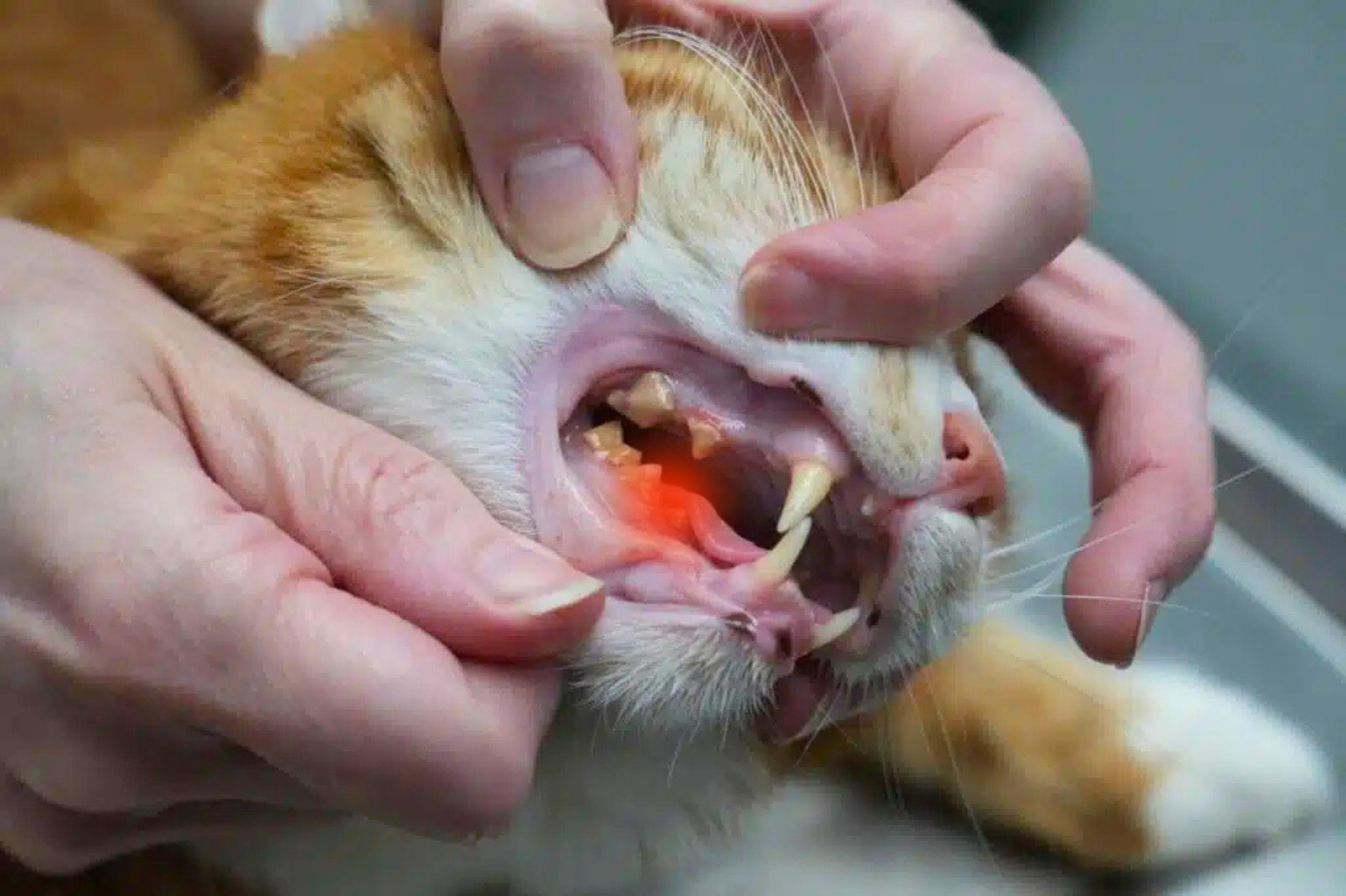 Tandproblemen kat