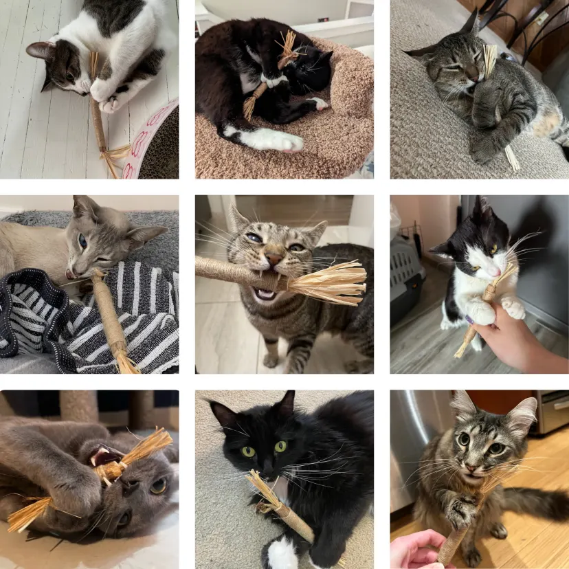 Blije katten