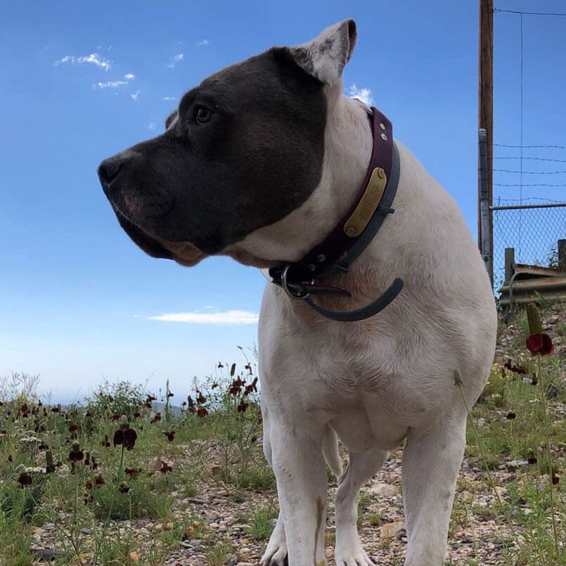 Black and white dog standing in a field with a blue sky background.