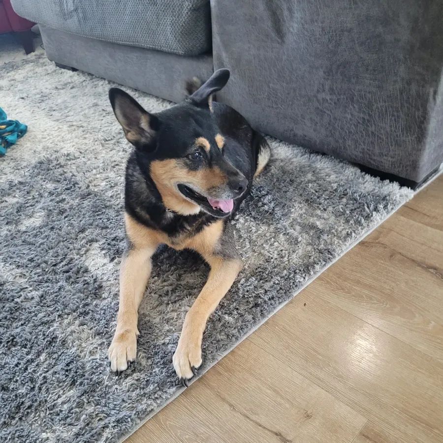 A dog lying on a gray rug beside a couch.