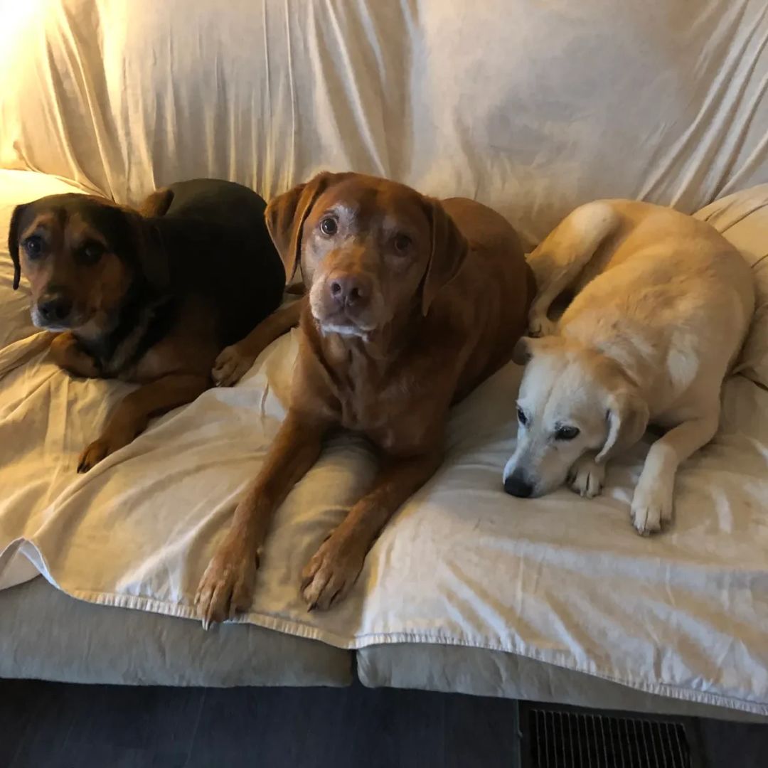 Three dogs resting on a beige couch.