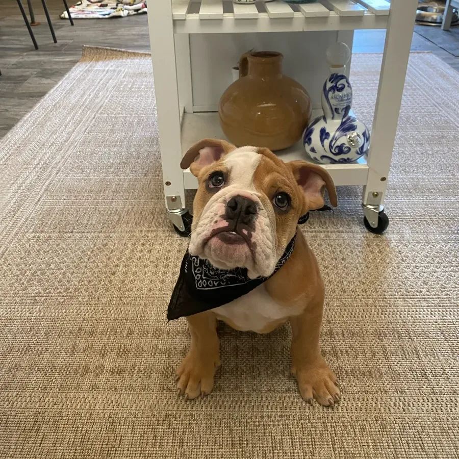 Bulldog puppy with a bandana sitting on a rug by a trolley with pottery.