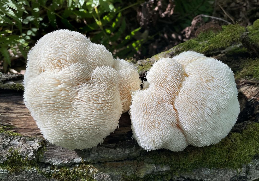Lion’s Mane