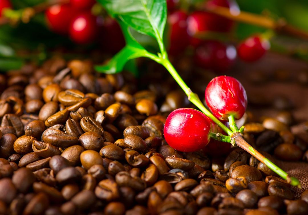 100% Arabica Coffee