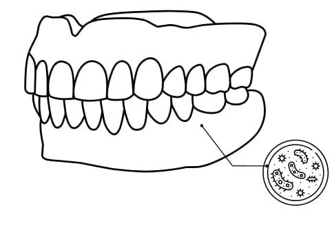 The Problem: Bacteria buildup on dentures