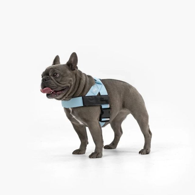 Comfort Harness