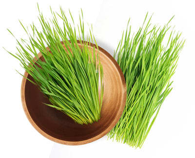 Wheatgrass
