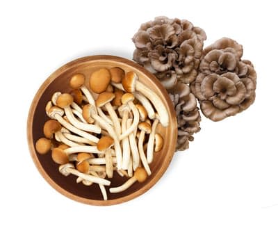 Maitake Mushroom

