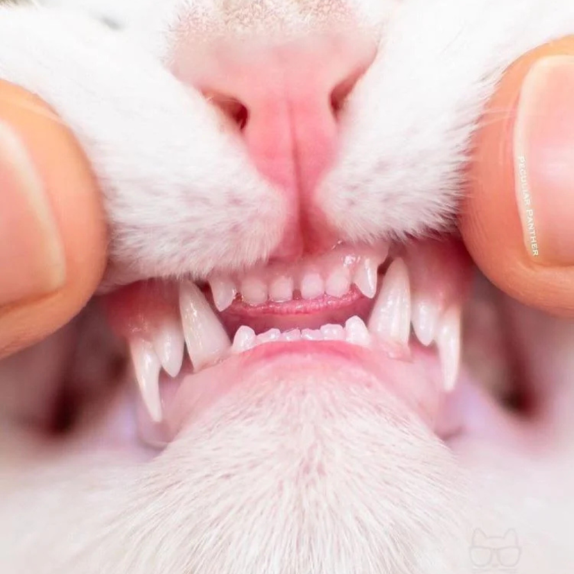 Tandgezondheid kat