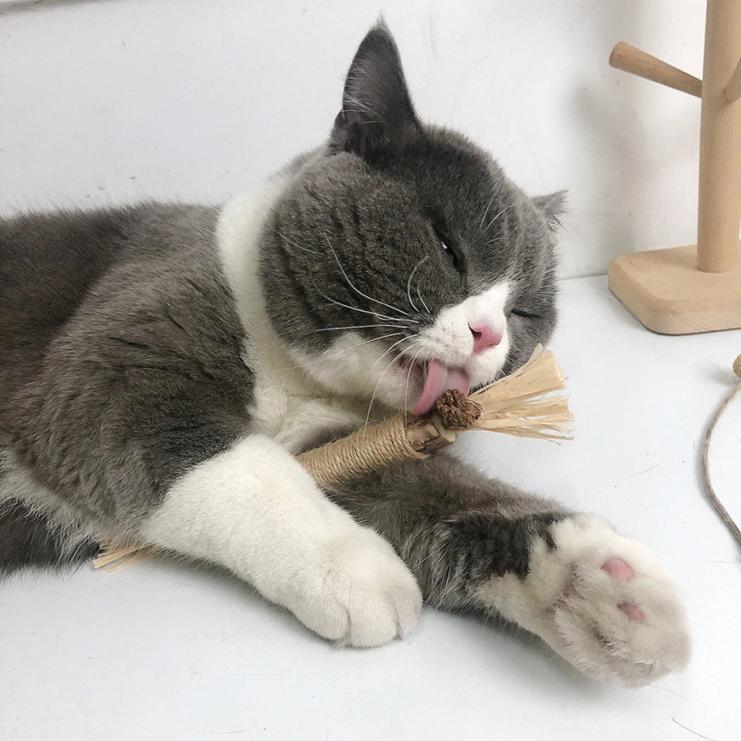 Kalme kat