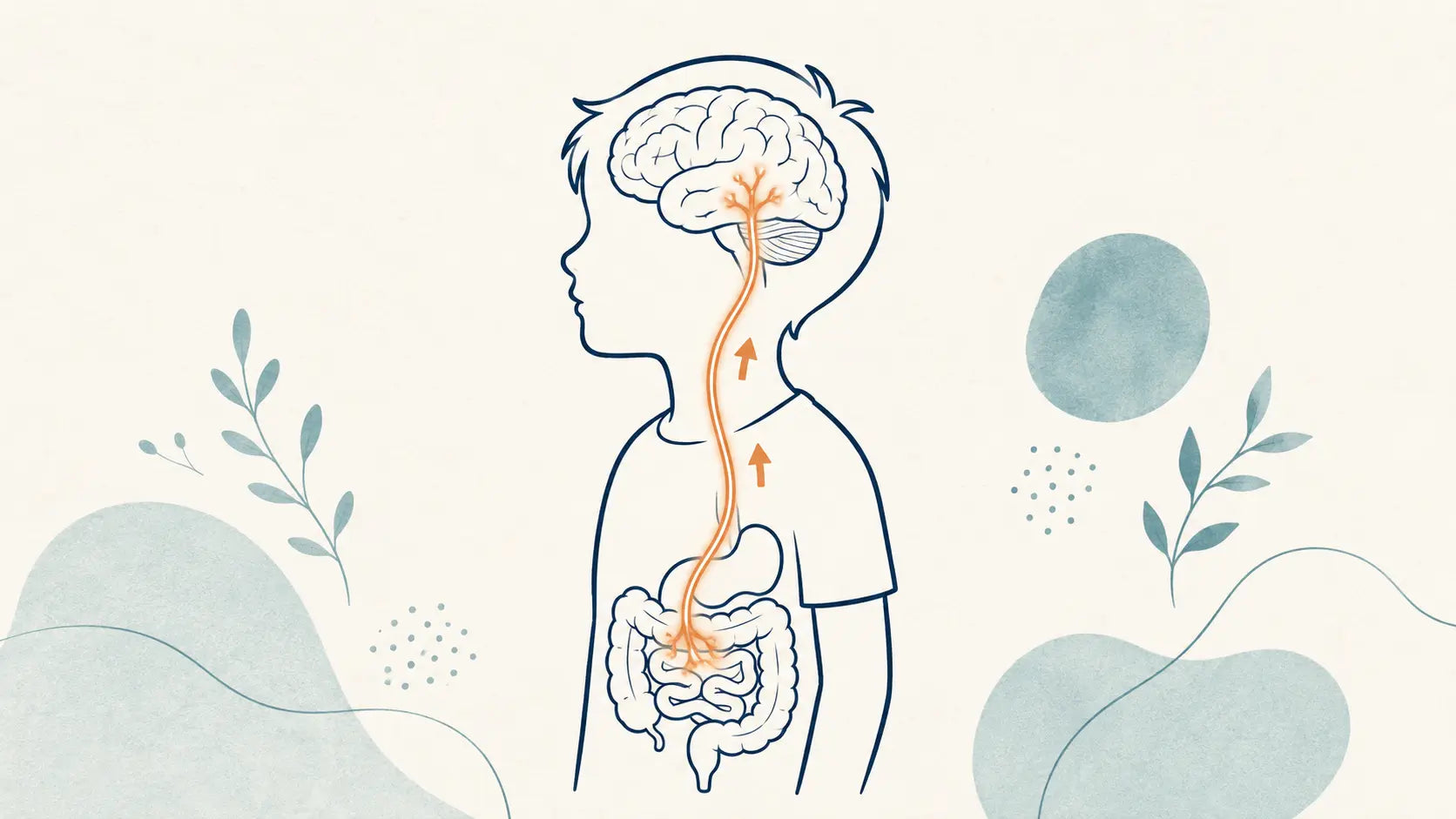 Illustration of the gut-brain axis in a child